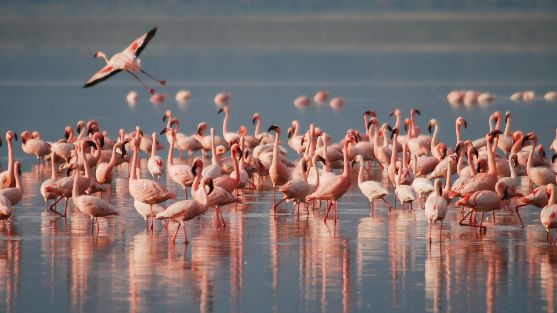 Rift Valley Expedition